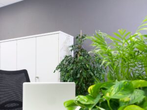 wiele roślin doniczkowych stojących w biurze