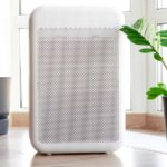 rośliny oczyszczające powietrze stojące na parapecie przy oknie