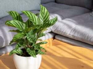 Calathea to roślina bezpieczna dla zwierząt która stoi na stoliku