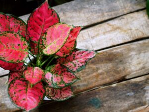 Zdjęcie Aglaonema jako Roślina Oczyszczająca Powietrze, Fakty i Korzyści