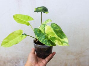 filodendron trzymany w doniczce