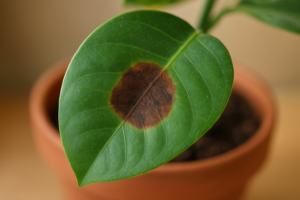 Brązowa plama na środku liścia rośliny doniczkowej z detalami