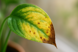 Liść rośliny doniczkowej z wyraźnymi objawami: żółknięcie, brązowe końcówki i plamy.