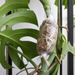 wygenerowane przez AI - Monstera rozmnażana metodą cięcia powietrznego z mchem sphagnum i młodymi korzeniami