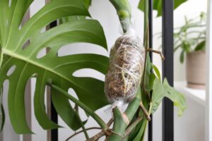 wygenerowane przez AI - Monstera rozmnażana metodą cięcia powietrznego z mchem sphagnum i młodymi korzeniami